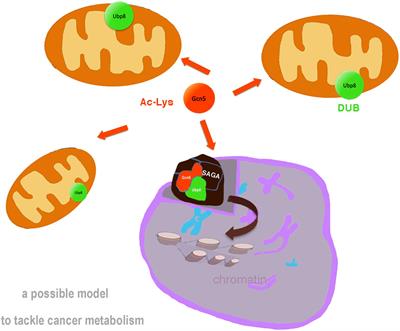 Epigenetic Factors and Mitochondrial Biology in Yeast: A New Paradigm for the Study of Cancer Metabolism?